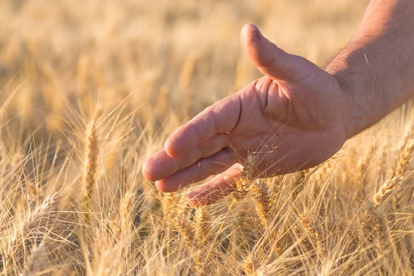 Ripe golden wheat ears — Stock Photo, Image