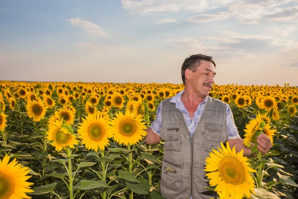 Bonden står i ett solros fält — Stockfoto