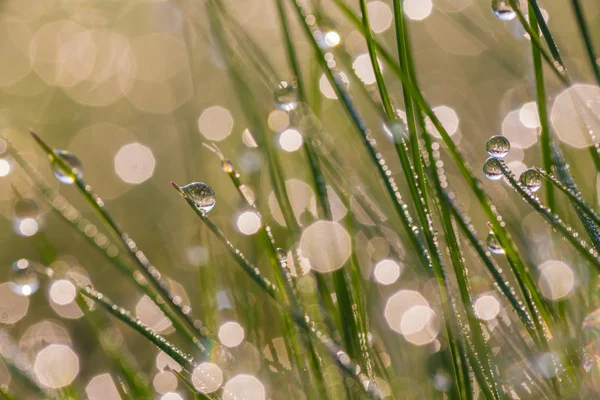 Orvalho de manhã fresco na grama de primavera — Fotografia de Stock