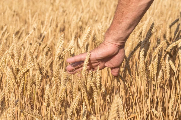 Ώριμα χρυσό σιτάρι αυτιά — Φωτογραφία Αρχείου