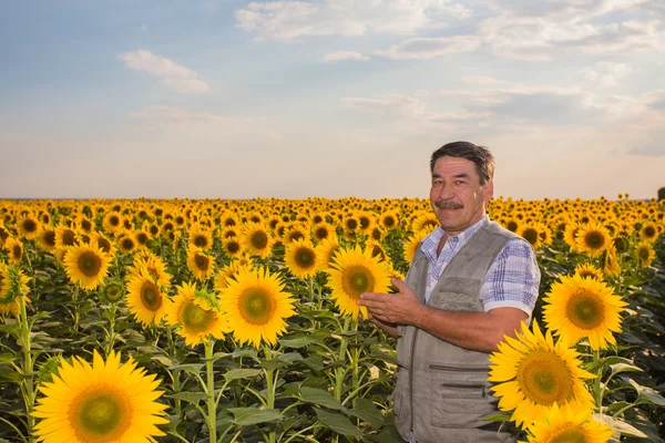 Bonden står i ett solros fält — Stockfoto