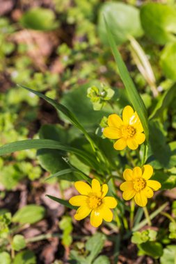 Sarı bahar çiçekleri