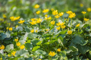 Nergis bahar orman kaplı