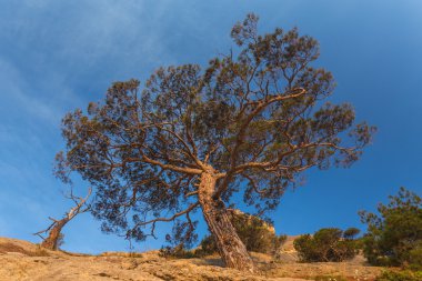 ardıç ağacı üzerinde kayalık sahilleri, Karadeniz.