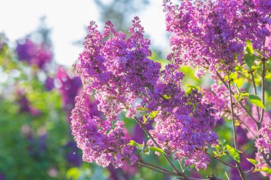 leylak çiçekleri dalı