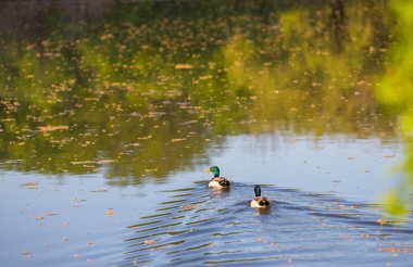 erkek ya da drake ördek gölet üzerinde yüzmek
