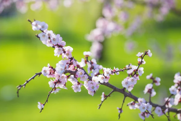 Hermosas flores blancas de albaricoque — Foto de Stock