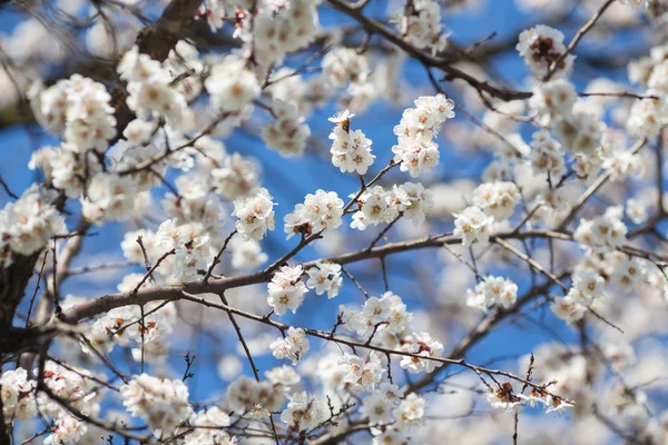 Beautiful apricot white flowers — Stock Photo, Image
