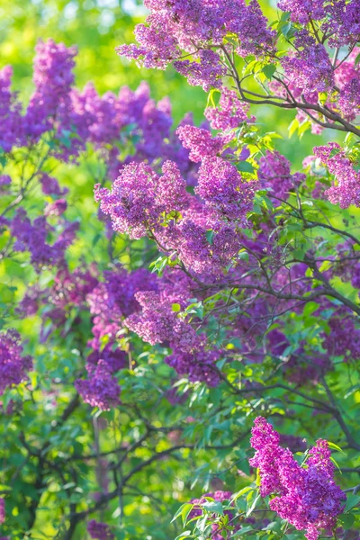 ライラックの花の枝 — ストック写真