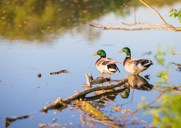 Erkek ya da drake ördek gölet üzerinde yüzmek — Stok fotoğraf