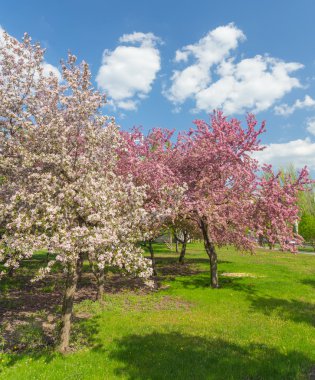 Yalnız yeni gelişen ağaç alanında