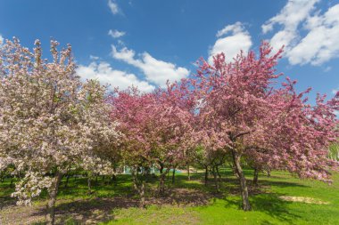 Yalnız yeni gelişen ağaç alanında