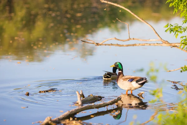 Male or drake duck swimming on a pond — Stock Photo, Image