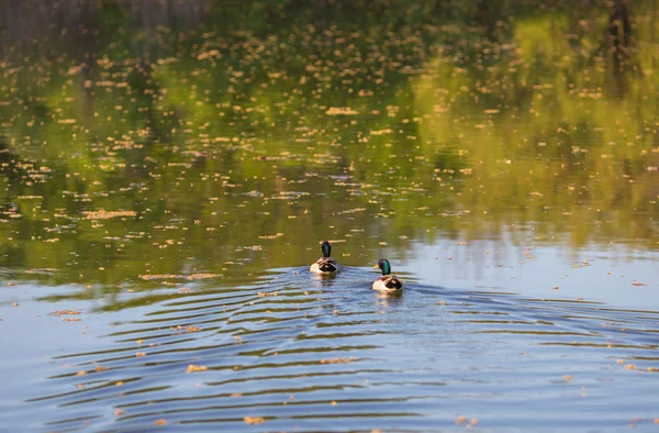 Samec nebo Kačer kachna plavání na rybník — Stock fotografie