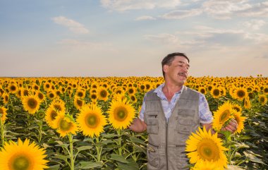 Ayçiçeği seyir çiftçi