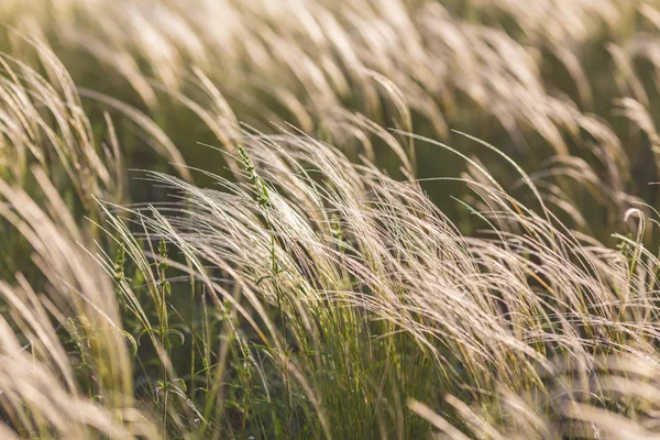 Feather Grass — Stock Photo, Image