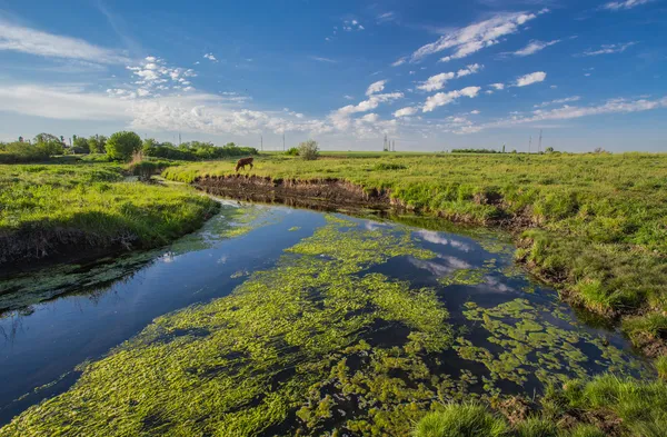 Spring morning — Stock Photo, Image