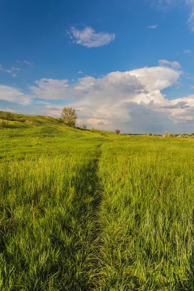 Prairie avec herbe verte et ciel bleu — Photo