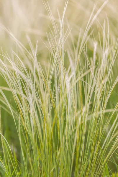 Перьевая трава — стоковое фото