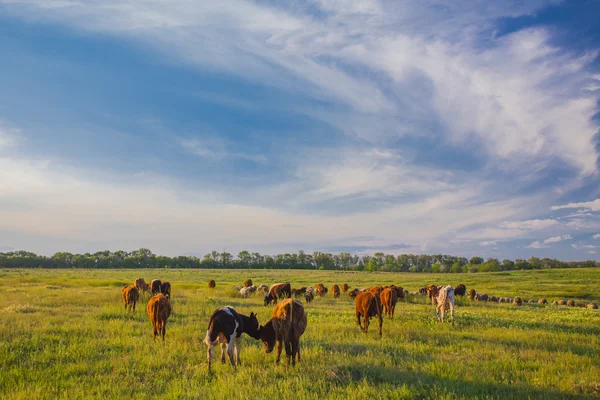 Vaches broutant dans les prairies vertes — Photo