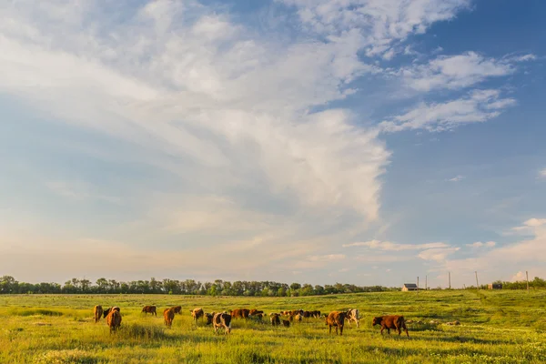 Vaches broutant dans les prairies vertes — Photo