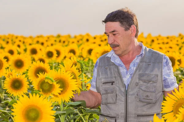 Farmer looking at sunflower — Stock Photo, Image