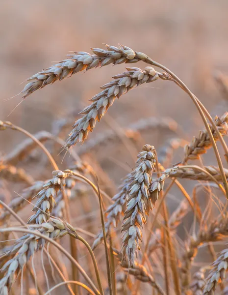 小麦在天空下的金耳朵 — 图库照片