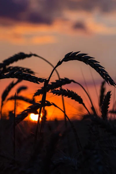 Silueta de hierba contra la puesta del sol —  Fotos de Stock