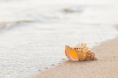 Shell Kum plajındaki.