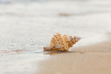 Shell Kum plajındaki.