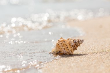 Shell Kum plajındaki.