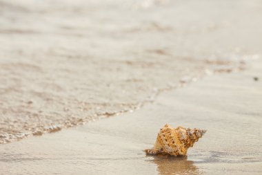 Shell Kum plajındaki.