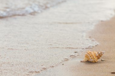 Shell Kum plajındaki.