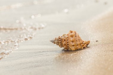 Shell Kum plajındaki.