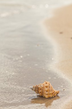 Shell Kum plajındaki.