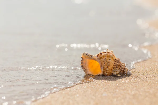 Shell op een zandstrand. — Stockfoto