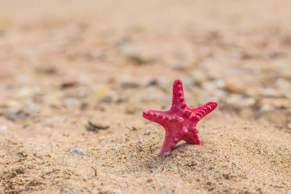 Zeester en golf op het zandstrand — Stockfoto