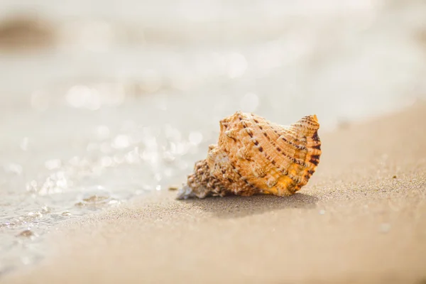 Skalet på en sandstrand. — Stockfoto