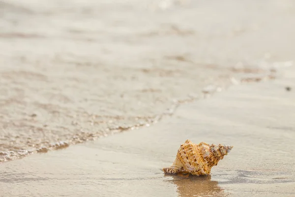 Shell op een zandstrand. — Stockfoto