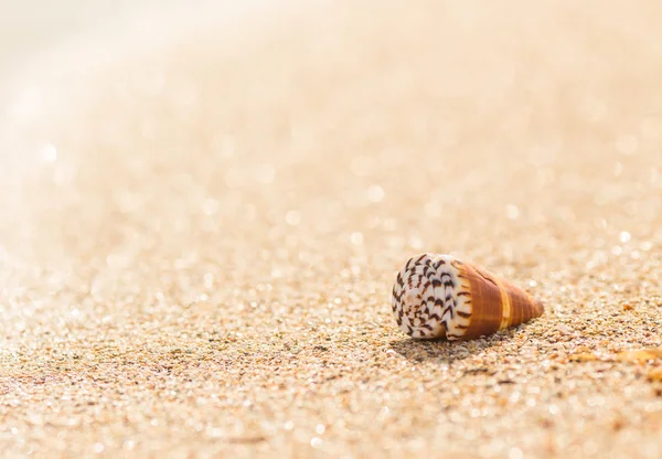 Shell en una playa de arena . —  Fotos de Stock
