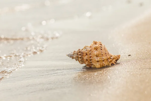 Shell op een zandstrand. — Stockfoto