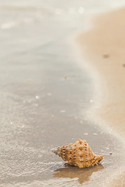 Shell en una playa de arena . — Foto de Stock