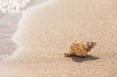 Shell Kum plajındaki.