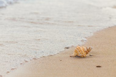 Shell Kum plajındaki.