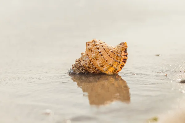 Shell op een zandstrand. — Stockfoto