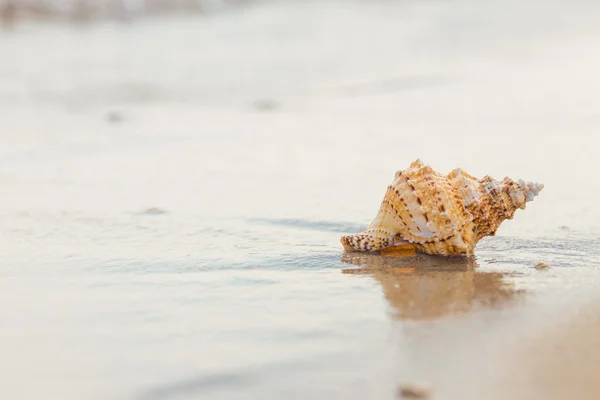 Shell en una playa de arena . — Foto de Stock