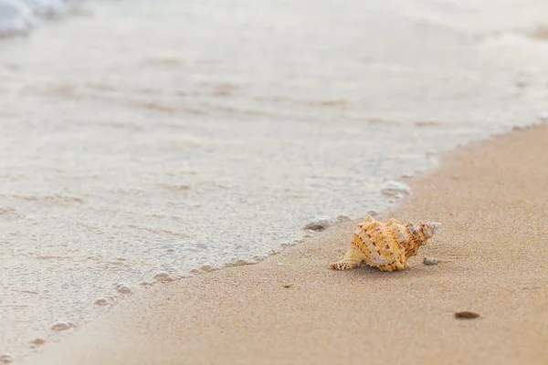 Shell na písečné pláži. — Stock fotografie