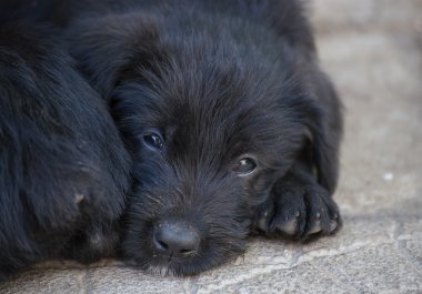 Standart schnauzer kukla
