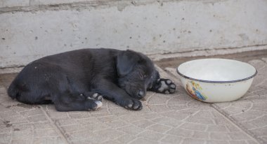 Standart schnauzer kukla