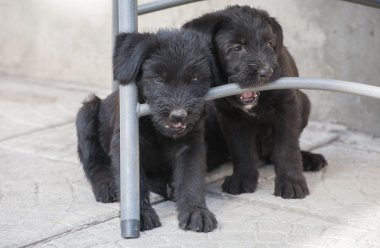 Standart schnauzer kukla